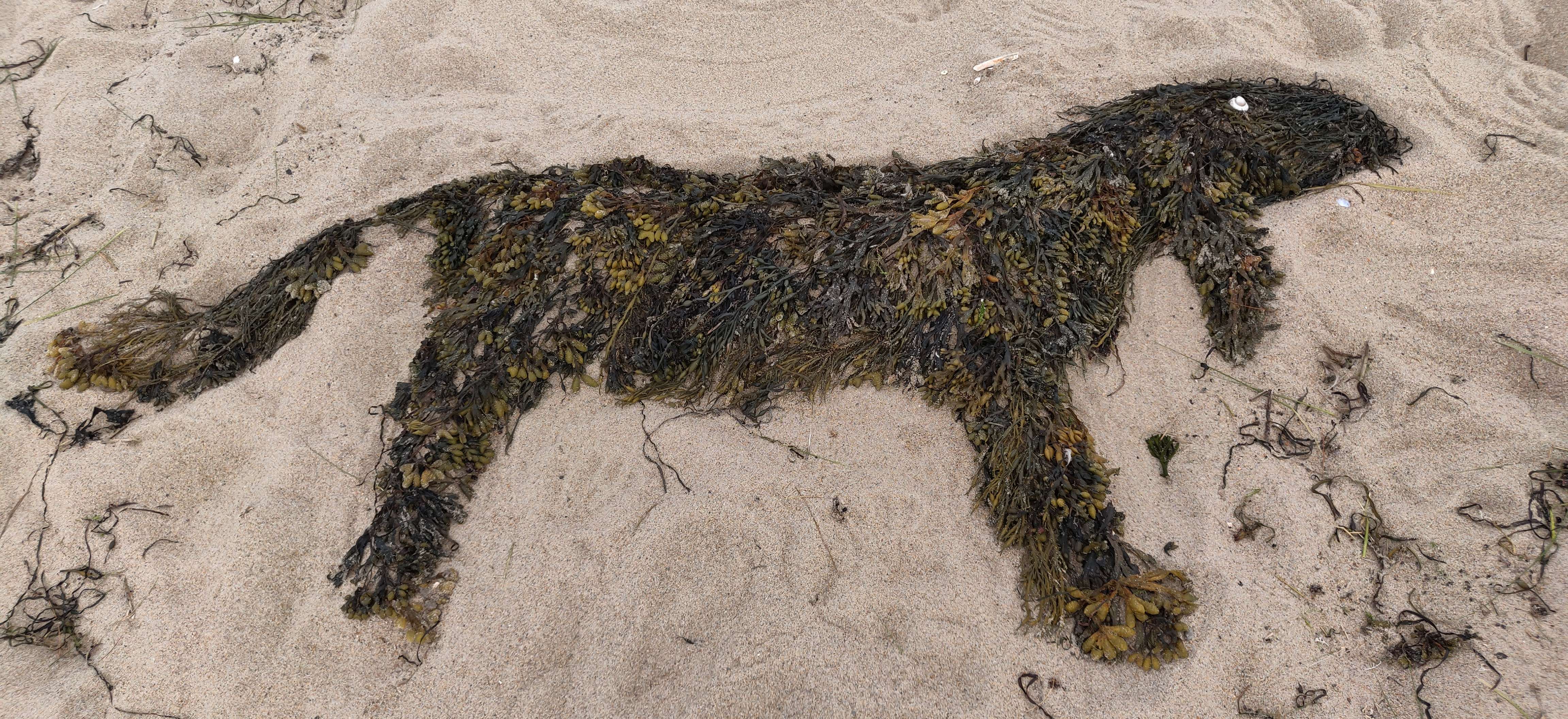 seaweed on beach sand (July 2021)